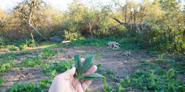 Altenwerder: Hanfanbau im &quot;Urwald&quot; an den Vollhöfner Weiden