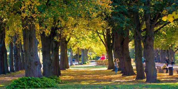 Goldenes Herbstlaub bei sommerlichen Temperaturen