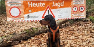 Jagd im Waldgebiet Buchwedel: Nur Tempo 30 auf der Kreisstraße 22