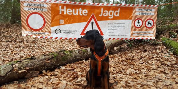Landesforsten bejagen Waldgebiet zwischen Stelle und Ohlendorf