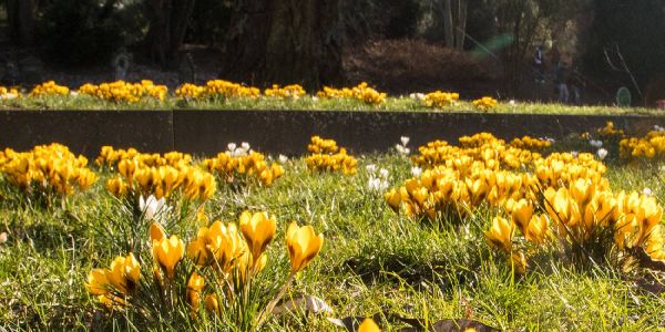 Krokusse am Zugang zum Alten Friedhof an der Bremer Straße. Foto: André Zand-Vakili Krokusse