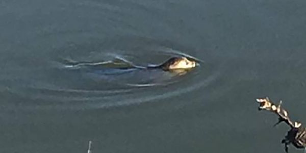 Die Robbe schwimmt im Reiherstieg. Foto: Privat Robbe im Reiherstiegkanal