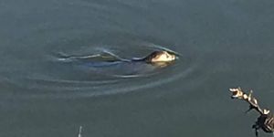 Eine kleine Robbe entzückt die Anlieger vom Reiherstiegkanal