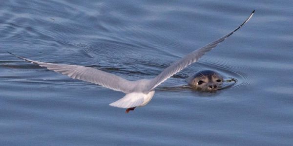 Robbe &quot;Fiete&quot;: Nur die Möwen ärgern sie im Reiherstiegkanal