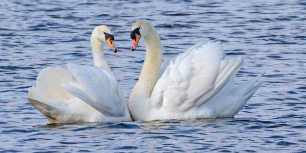 Turtel-Zeit auf der Außenmühle im Harburger Stadtpark