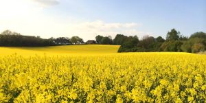 Knallgelbes Farbenspiel: Rapsfelder blühen in voller Pracht