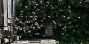 Zehn Bienenvölker in Lindtners Garten: Es summt wieder  in Heimfeld