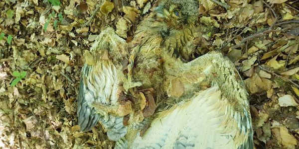 Forst Appelbüttel: Freilaufender Hund tötet jungen Uhu