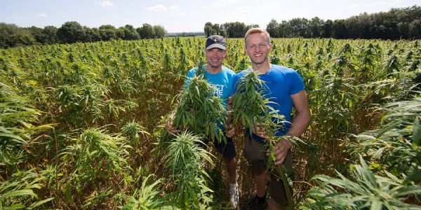 Siegfried "Siggi" Weckler und Jan Heißmann im Hanffeld. Foto: André Zand-Vakili Hanffeld
