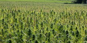 Cannabisanbau wird zum Mainstream – was sind die ökologischen Folgen?