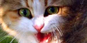 Over: Spaziergänger entdeckt sechs tote Katzenbabys