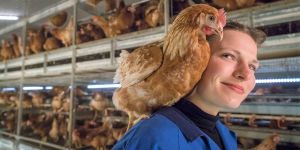 Geflügelhof Schönecke: Alle Freiland-Legehennen wurden aufgestallt