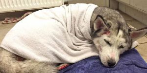 Veddel: Verwahrloste Huskyhündin lief Spaziergängern in die Arme