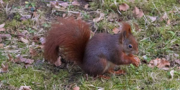 Eichhörnchen