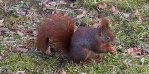 Ein frühlingshafter Tag lässt auch die Eichhörnchen aktiv werden