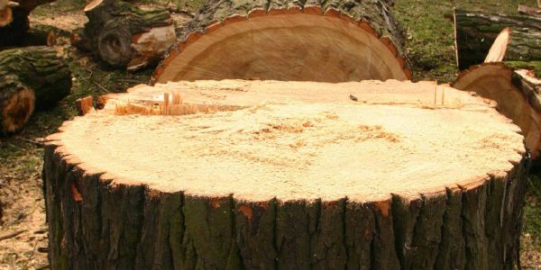 78 Bäume müssen im Bereich Seevetal gefällt werden