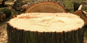 78 Bäume müssen im Bereich Seevetal gefällt werden