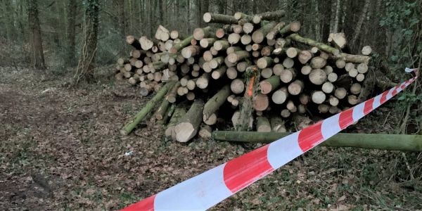 Fällarbeiten am Rotbergfeld: Schädlingsbefall im Fichtenforst