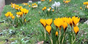 Super-Winterwochenende erwartet - Vor einem Jahr blühten die Krokusse