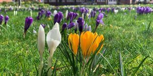 (Früh-)Frühlings-Boten: Krokuswiese und Zierkirsche legen Frühstart hin