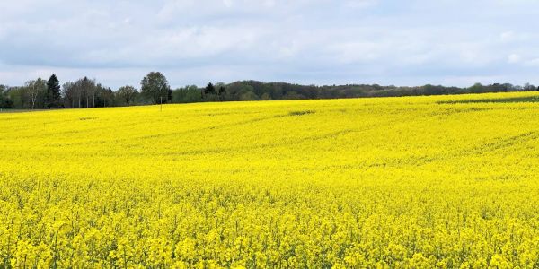 Blühende Rapsfelder: Knallgelbes Farbspektakel vor Harburgs Toren