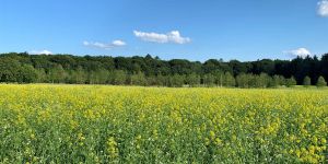 Sonne satt und blauer Himmel: Sommer zeigt sich von seiner besten Seite