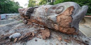 Hausbruch: Die größte Eule der Welt musste "abgerissen" werden