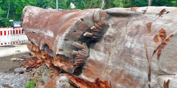 Souvenirjäger: Der größten Eule der Welt wurden die Krallen gestutzt