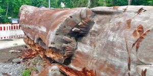 Souvenirjäger: Der größten Eule der Welt wurden die Krallen gestutzt