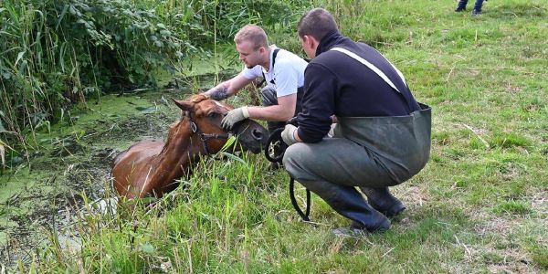 Feuerwehr befreit Pferd aus Wettern zwischen zwei Feldern