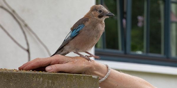 Der &quot;bunte Hund&quot; von Heimfeld ist ein Eichelhäher