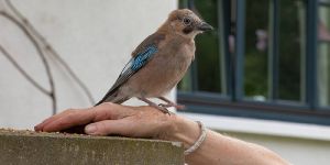 Der "bunte Hund" von Heimfeld ist ein Eichelhäher