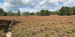 Naturschauspiel im Spätsommer: Fischbeker Heide in voller Blüte