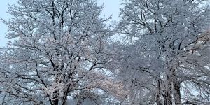 Plötzlich Winter: Über Nacht wurde Harburg zum „Winter-Wunderland“