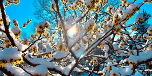 Zehn Zentimeter Neuschnee sorgen für Winterzauber in Stadt und Land