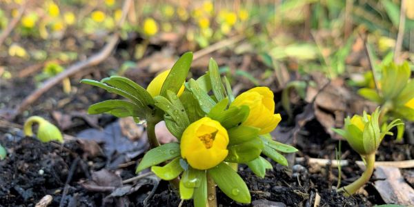 16 Grad und viel Sonne: Der Frühling gibt ein erstes Intermezzo