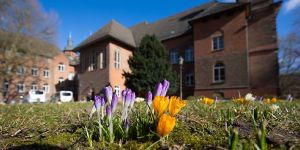 Bunte Blüten sprießen auf der Krokuswiese am Harburger Rathaus