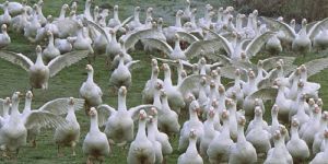 Neue Fälle von Geflügelpest: Stallpflicht  im Landkreis bleibt weiter bestehen