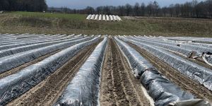 Vorfreude auf die Spargelsaison: Unter Folie reifen die ersten Stangen heran