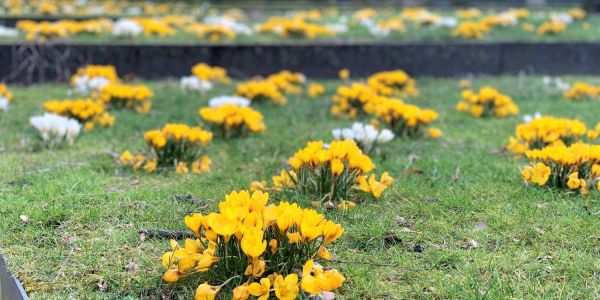 Erster Frühlingsgruß: Am Alten Friedhof blühen hunderte Krokusse