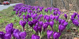 20 Grad: Vor Ostern zeigt sich der Frühling von seiner Sonnenseite