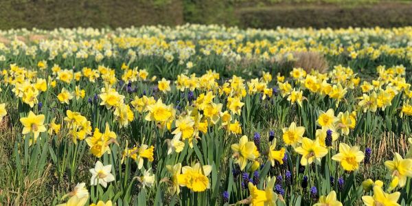 Farbspektakel im Schulgarten des Stadtparks: Die Narzissen stehen jetzt in voller Blüte. Foto: Christian Bittcher Farbspektakel im Stadtpark: Narzissen im Schulgarten in voller Blüte