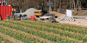Baumaschinen und Blütenpracht: Tulpen-Blüte neben der Kreisel-Baustelle