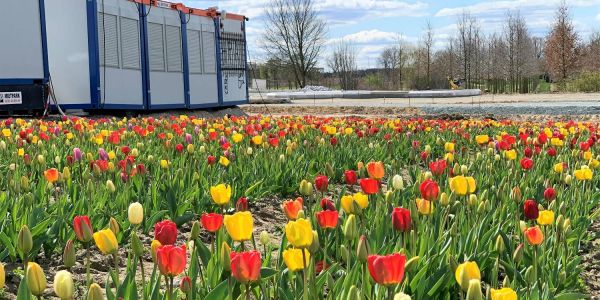 Baumaschinen und Blütenpracht: Tulpen-Blüte neben der Kreisel-Baustelle