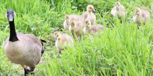Landausflug mit dem Nachwuchs: Flauschige Küken auf Entdeckungstour