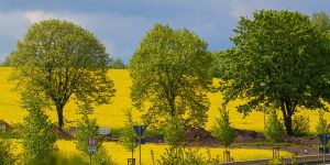 Der Raps taucht den Landkreis in ein leuchtendes Gelb