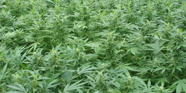 Heimfeld: Polizei entdeckt Hanfplantage an der Haakestraße