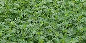 Hausbruch: Polizei hebt riesige Hanfplantage in Bürogebäude aus