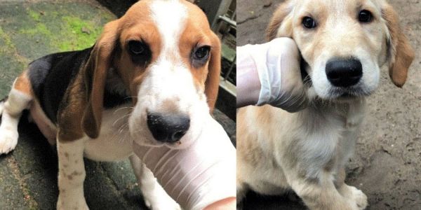Einfach ausgesetzt: Drei Hundewelpen auf Hinterhof in Buchholz gefunden
