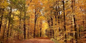 Indian Summer: Goldener Oktober verabschiedet sich standesgemäß